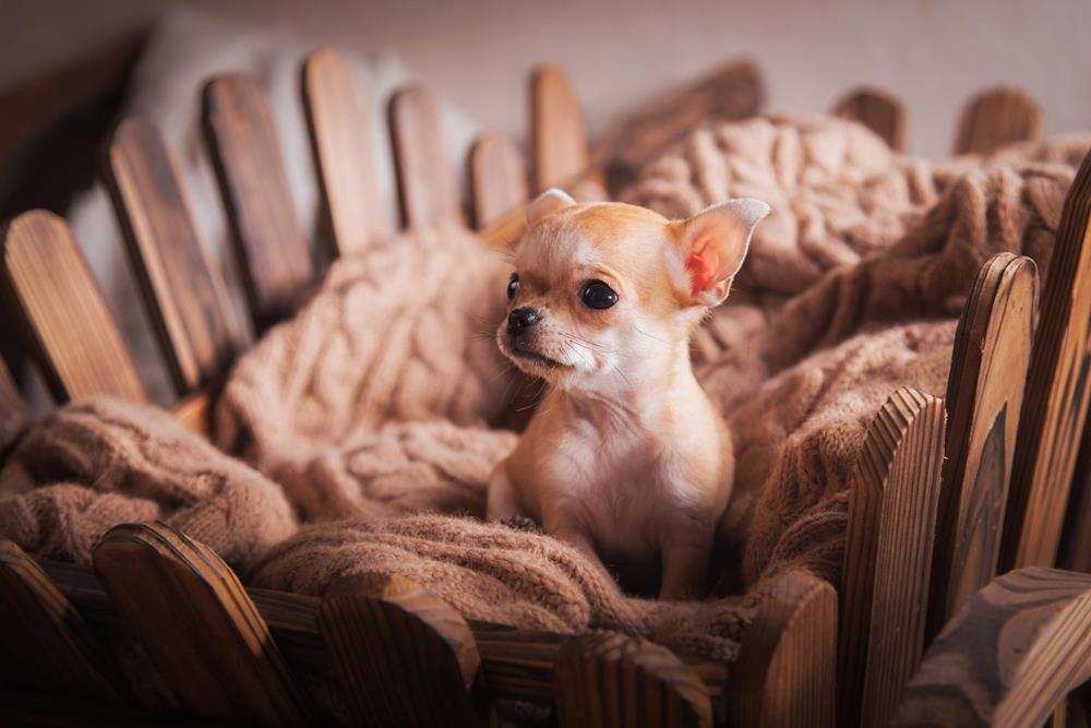 Veterinarian in Pine Mountain, GA
