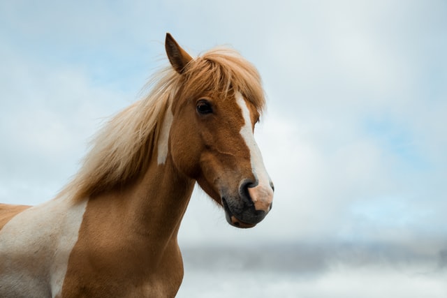 Veterinarian in Pine Mountain, GA